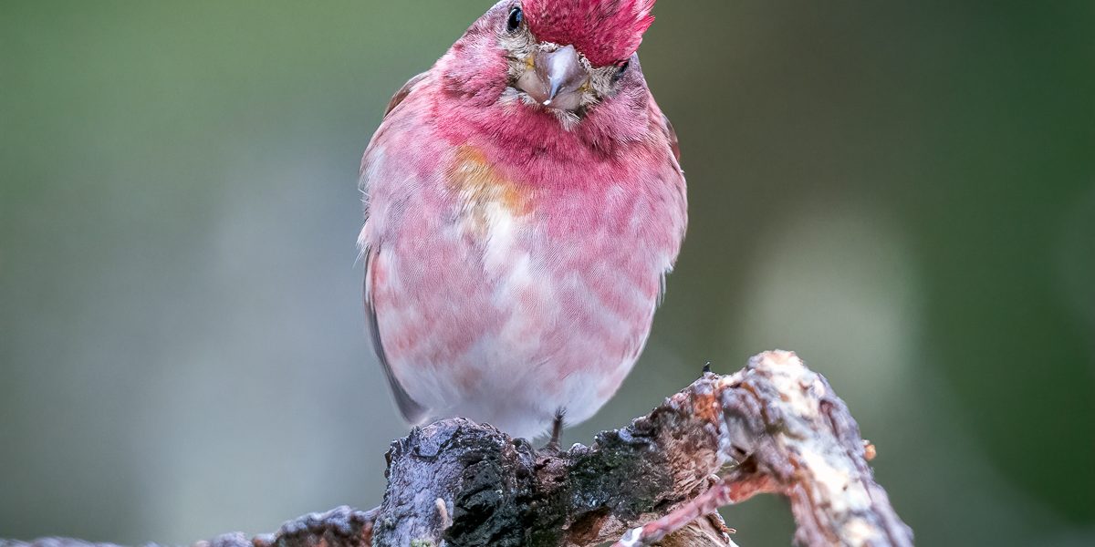 Purple Finch vs. House Finch: Identification Guide