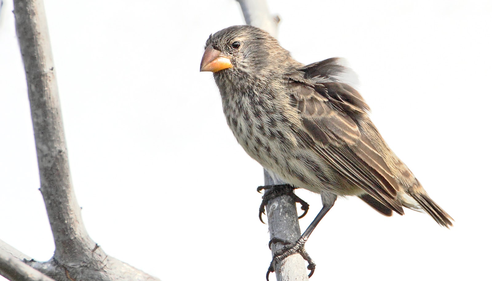 Hydration Tips: Do Finches Need Water Baths?