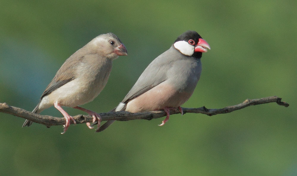 Java Sparrow: Is It Actually a Finch?