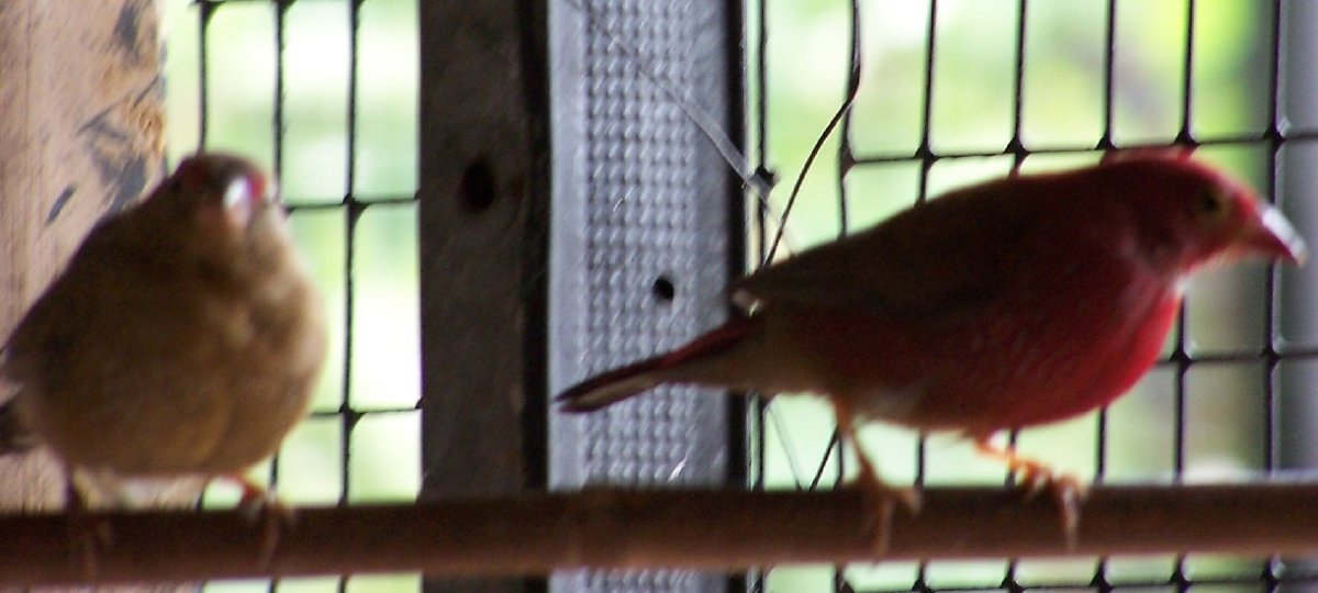 7 Common Breeding Mistakes to Avoid