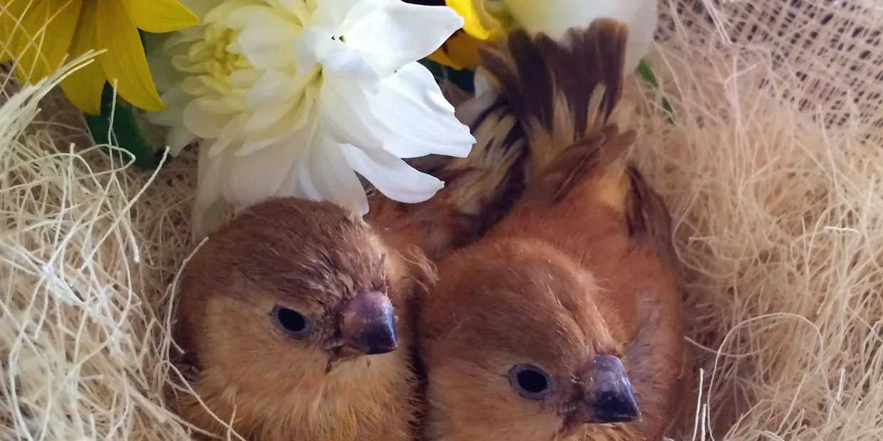 Seed vs. Pellets: Which Is Better for Finches?