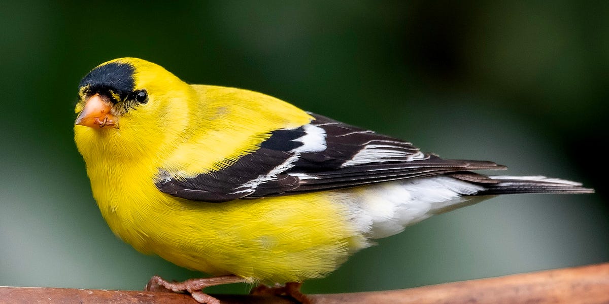 Troubleshooting Failed Finch Breeding Attempts