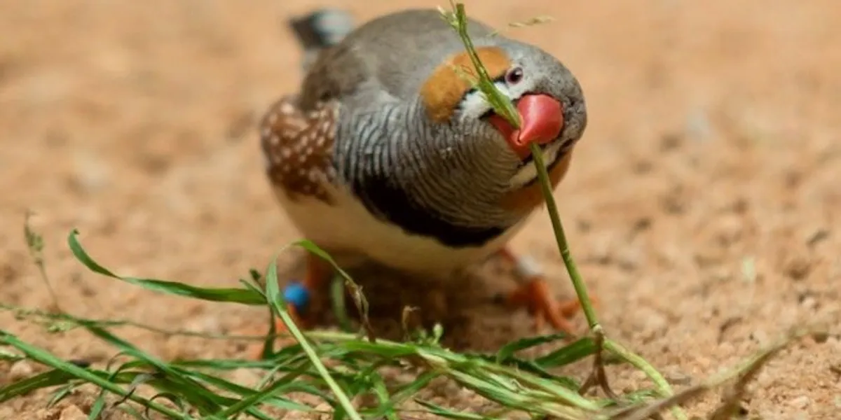 Best Cage Size and Bar Spacing for Finches