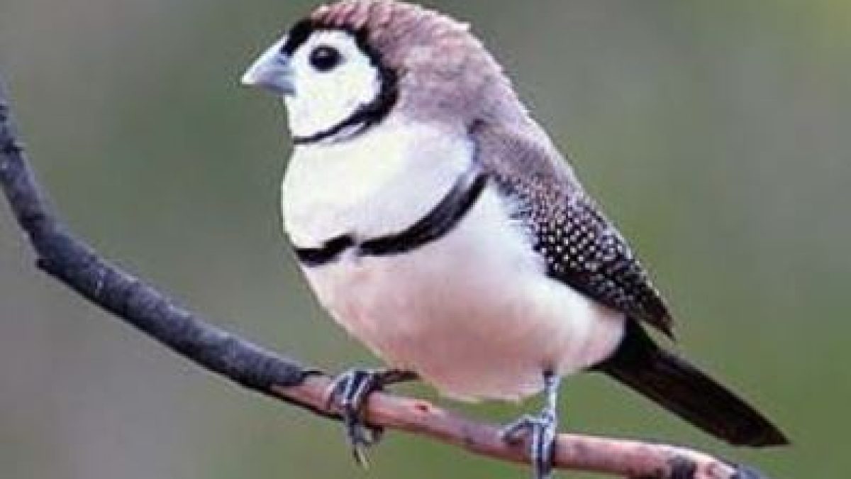 What Temperature Is Best for Breeding Finches?