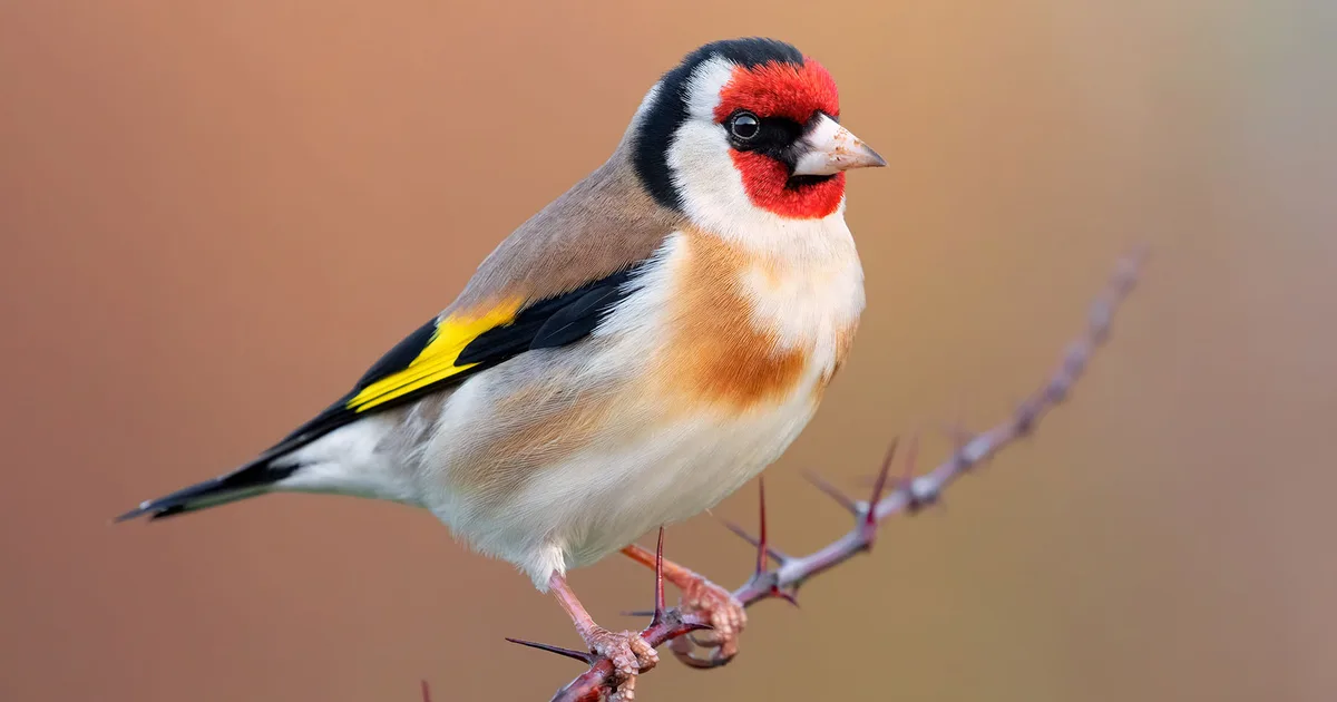 How Often Should Finch Pairs Be Allowed to Breed?
