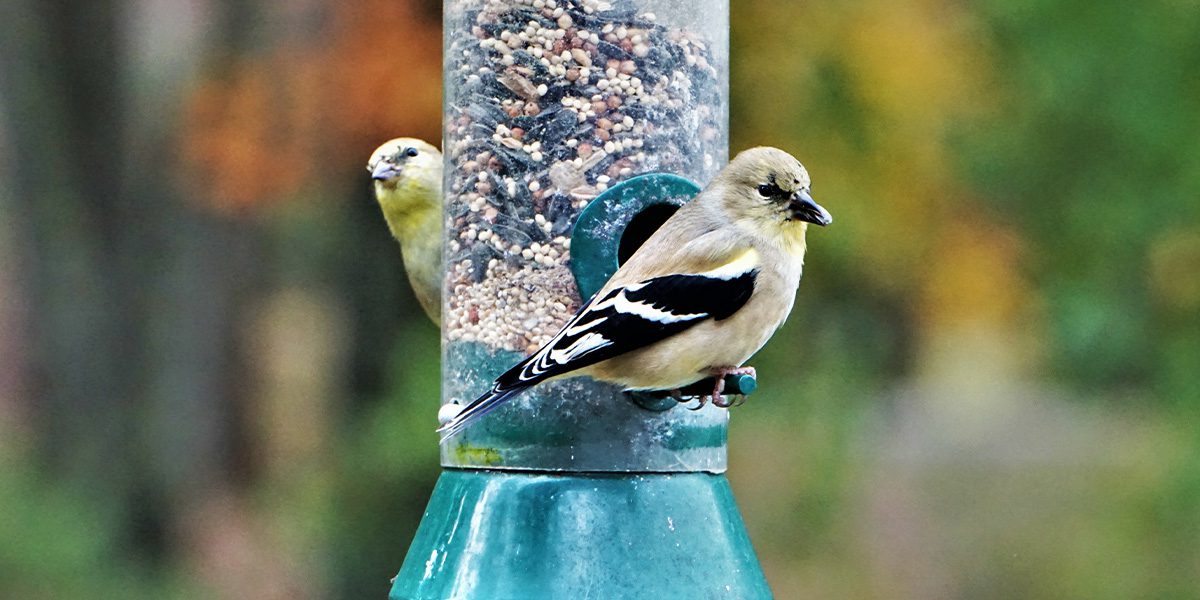 Mealworms for Finches: Safe or Not?
