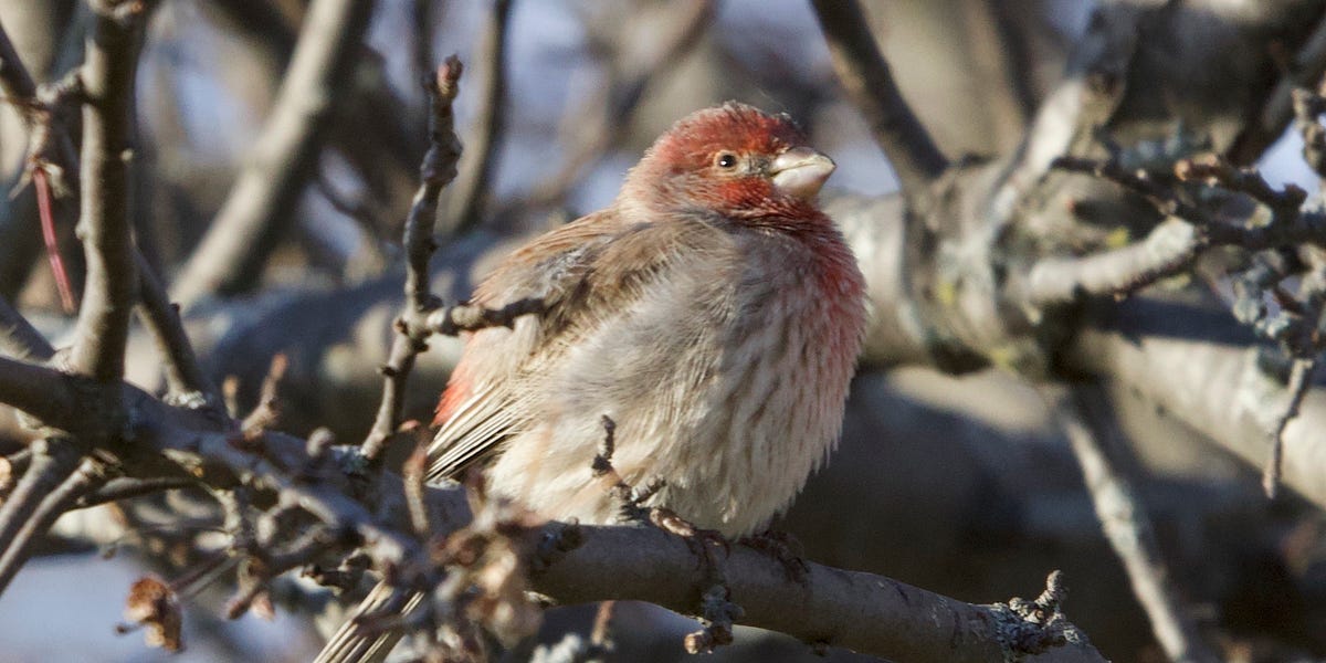 Society Finches vs. Zebra Finches: Key Differences