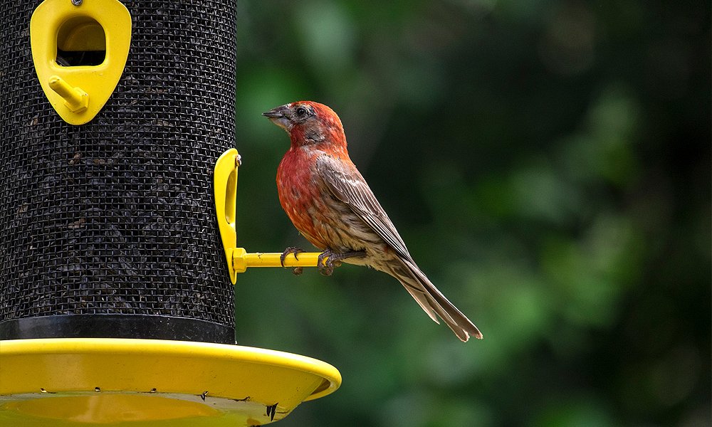 How to Introduce Fresh Foods to Your Finch