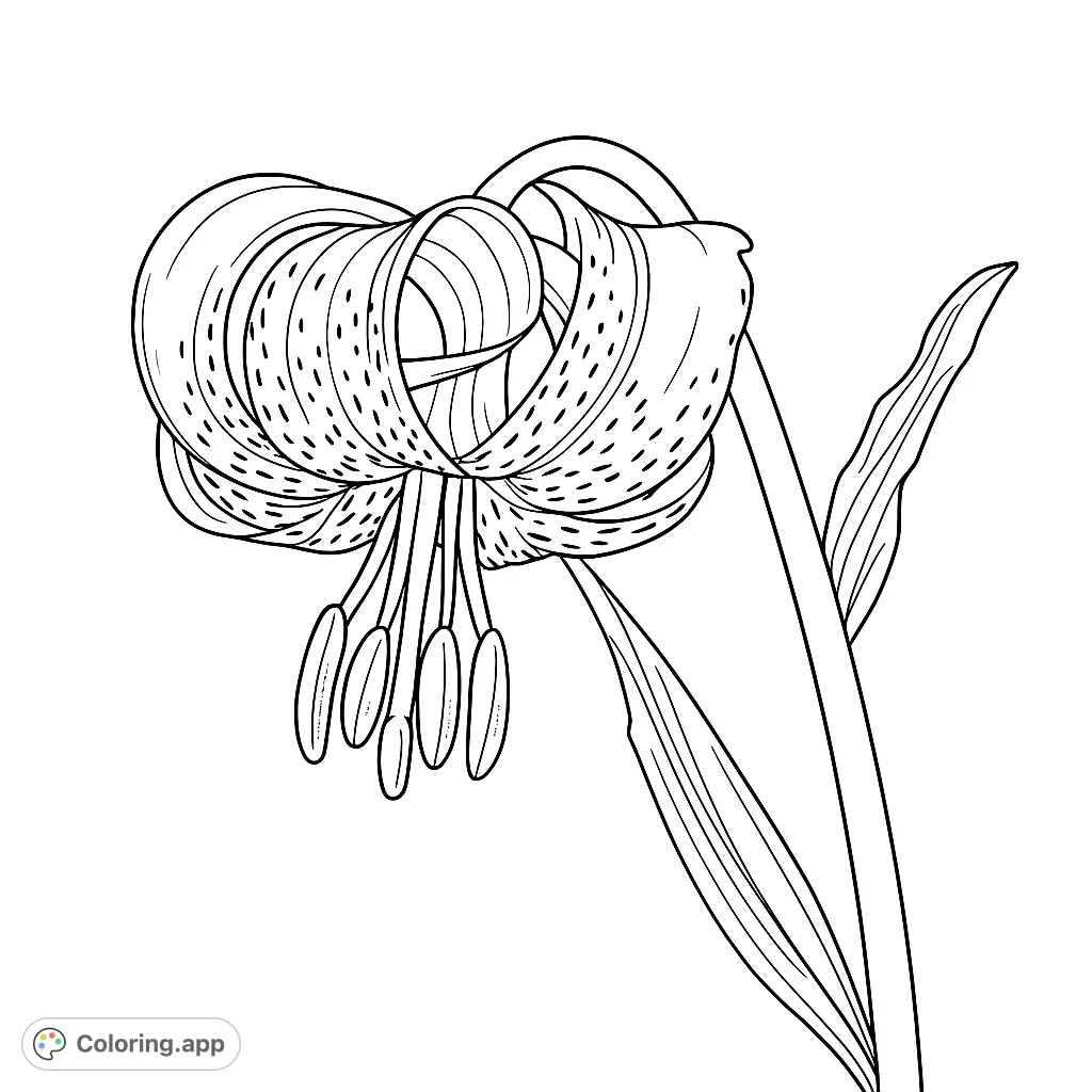 A beautiful tiger lily with distinctive spotted petals and prominent stamens, ready for vibrant coloring. A delightful floral design.