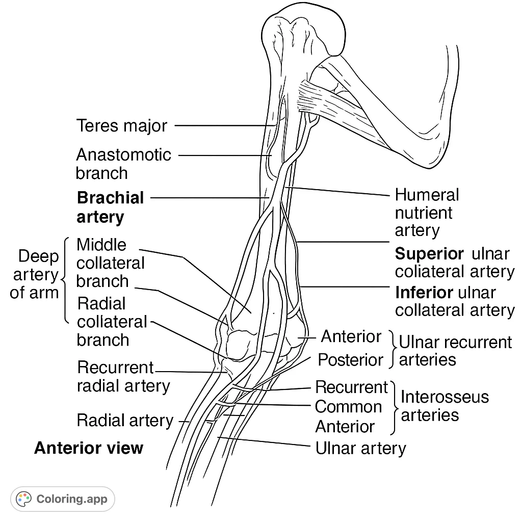 Vein Artery Anatomy Coloring Pages vein-artery-anatomy-coloring-pages
