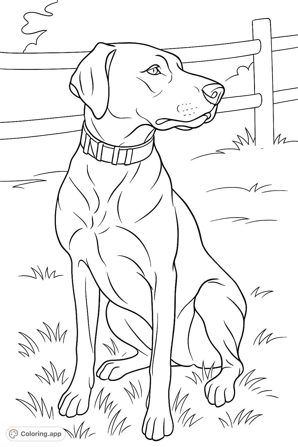 A majestic dog sits patiently in a grassy field, wearing a collar, with a fence in the background. Perfect for dog lovers and animal enthusiasts.