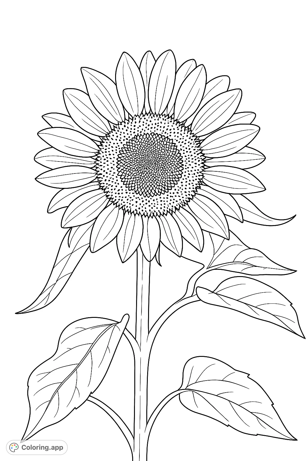 Color this beautiful sunflower, featuring detailed petals and a textured seed head, supported by a sturdy stem with broad leaves. A cheerful nature coloring page.