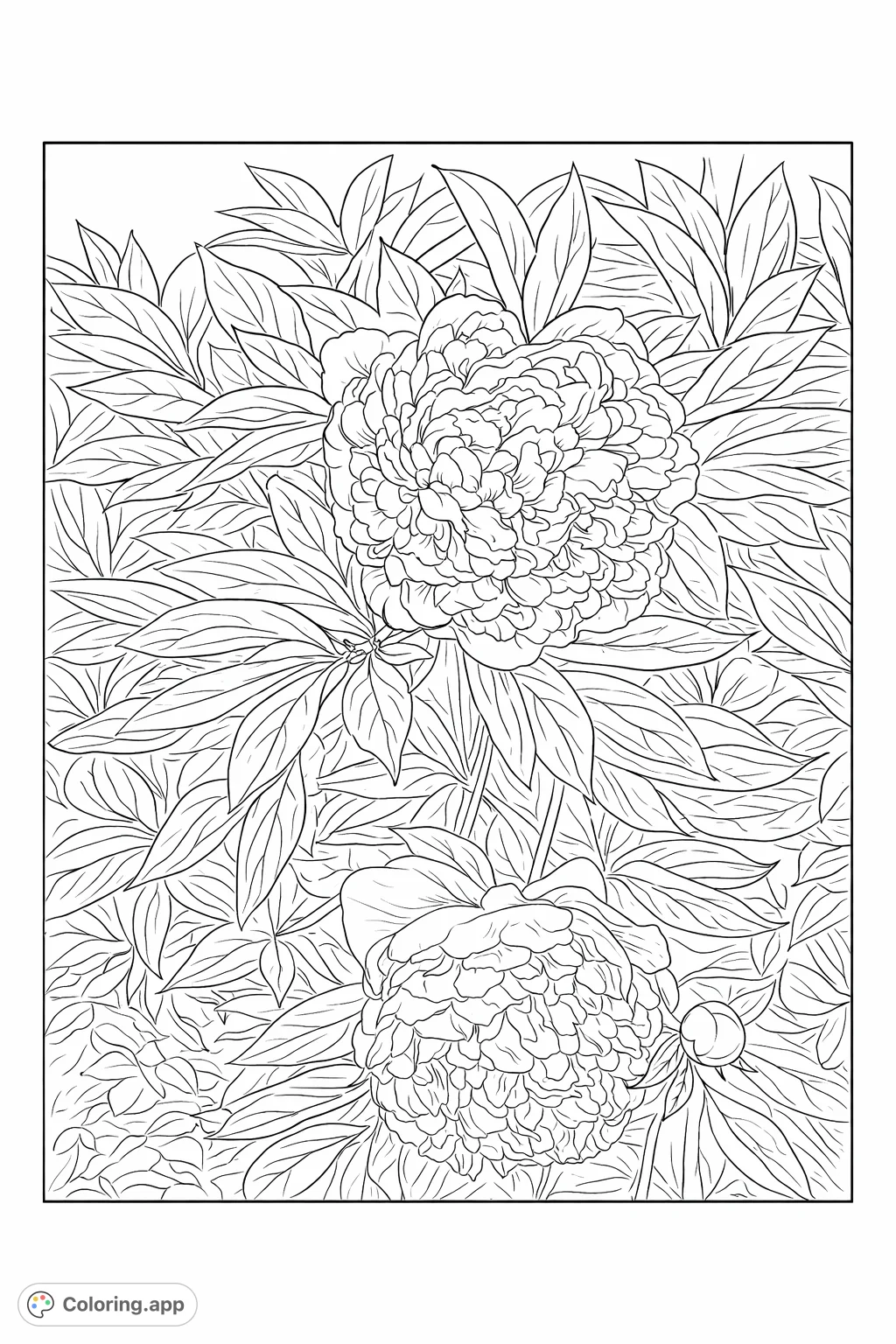Detailed peony coloring page featuring two magnificent blossoms surrounded by lush foliage, perfect for flower enthusiasts to bring to life.