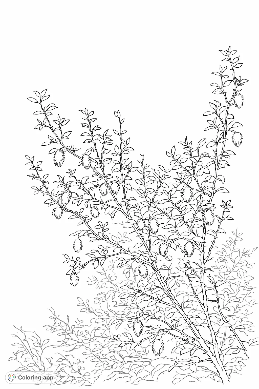 Explore the intricate details of a natural shrub adorned with delicate, fluffy seed structures. A realistic botanical coloring page for a calming creative experience.