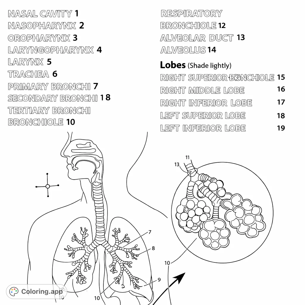 Explore the human respiratory system with this detailed anatomy coloring page. Features nasal cavity, trachea, lungs, bronchi, and alveoli for educational fun.