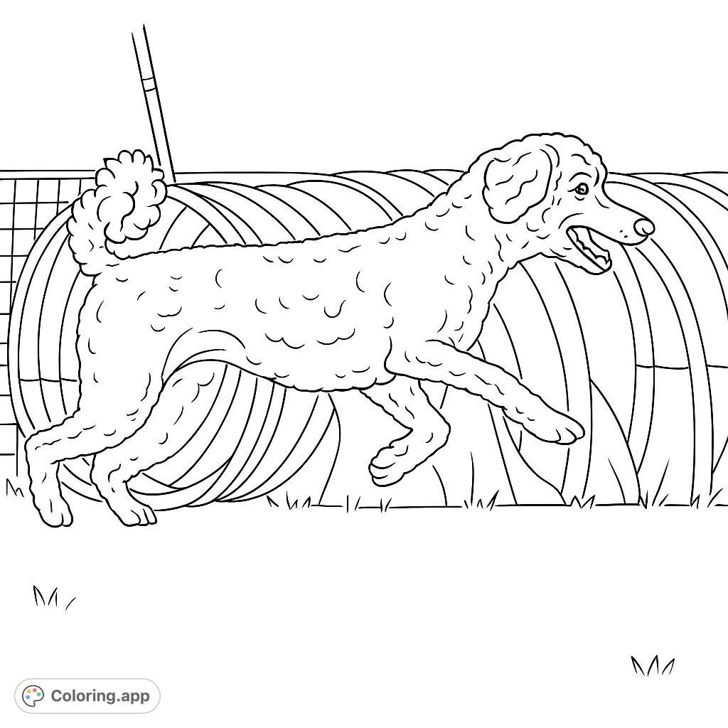 Dynamic poodle agility coloring page featuring a joyful dog mid-leap over a tunnel. Perfect for pet lovers and active kids, offering fun and detailed coloring.