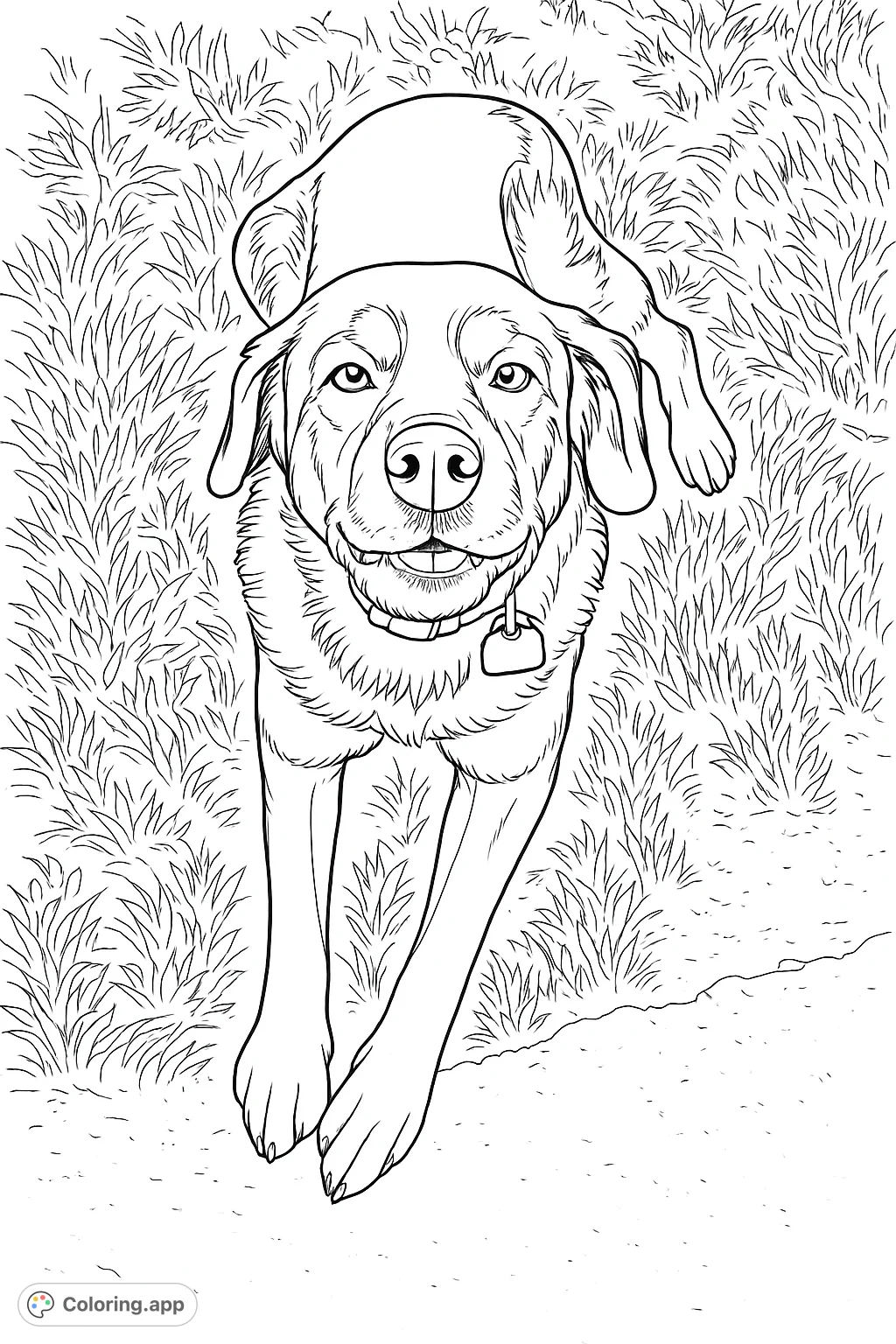 A charming dog lies contentedly on the ground, inviting you to add vibrant hues to its friendly face and distinctive markings. Perfect for pet lovers!