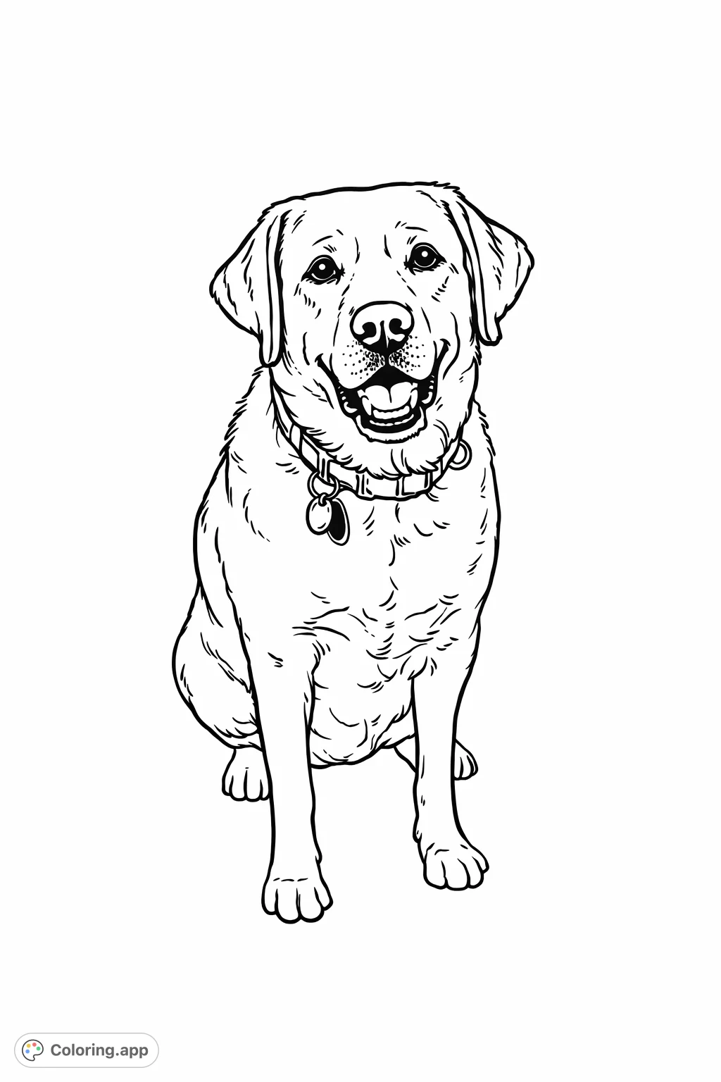 A charming Labrador Retriever sits patiently, wearing a collar with tags. This friendly dog coloring page is perfect for all ages, offering a delightful canine companion.