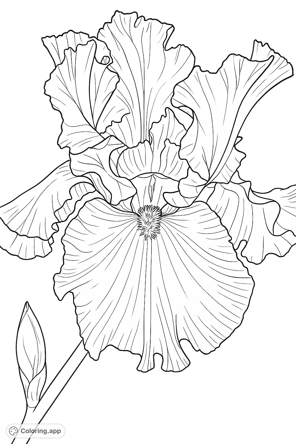 Capture the intricate beauty of an iris flower with deeply ruffled petals and a unique textured center. Perfect for detailed coloring!