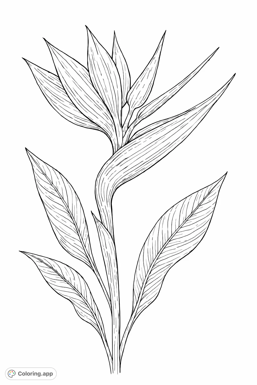 Unleash your creativity with this beautiful tropical flower coloring page! Features a detailed Bird of Paradise bloom, perfect for all skill levels.