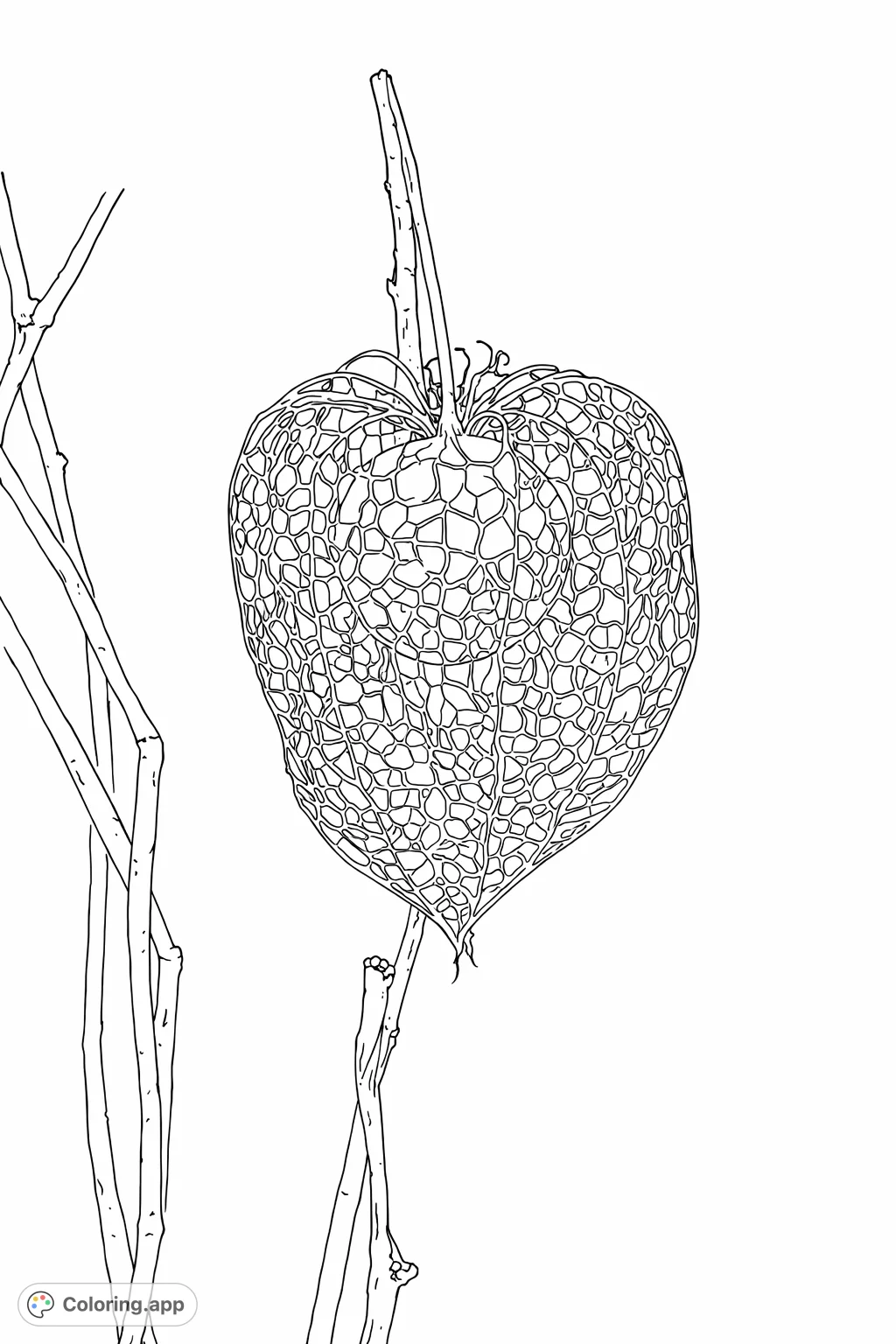 Discover the delicate beauty of a lace-like Chinese lantern seed pod, holding a perfect spherical berry, adorned with tiny water droplets. A captivating nature scene.