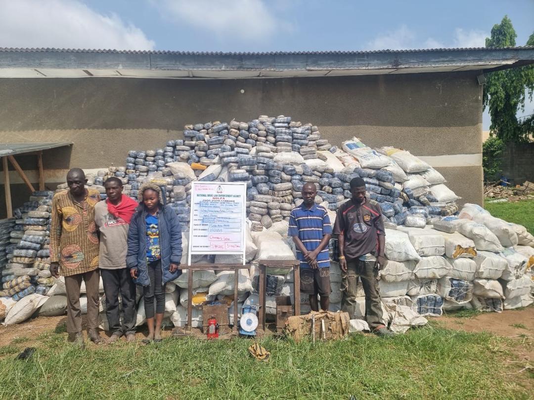 7.6 million tramadol pills, 76,273kg Colorado, skunk seized in Delta, Imo, Adamawa raids - FinancialEDGE