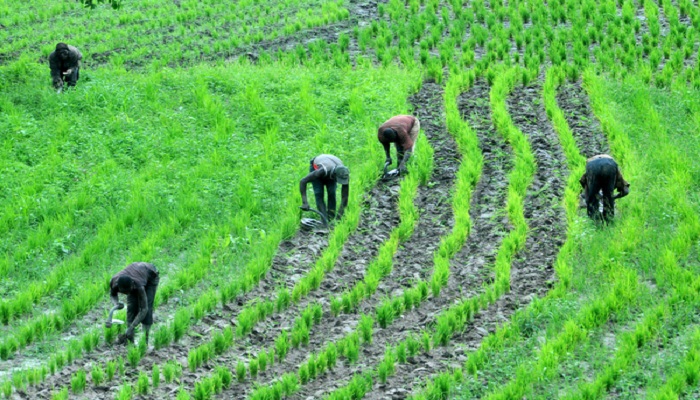FG to Subsidise Agricultural Inputs by 50%