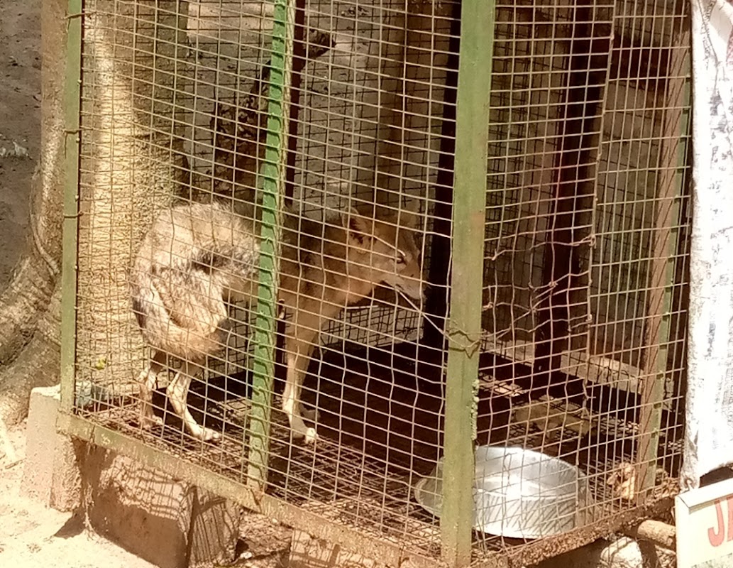 Q-Brat Zoos