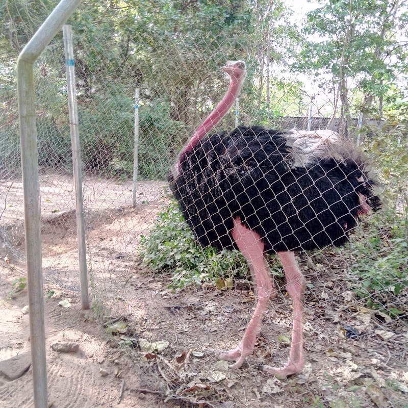 Q-Brat Zoos