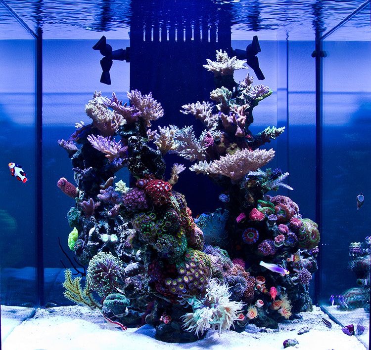Hilma Aquarium