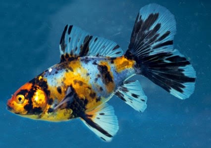 Hilma Aquarium