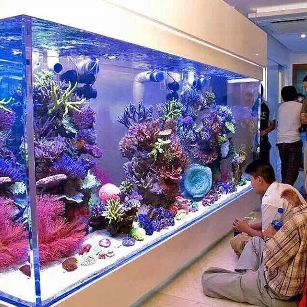 Homerald Aquarium