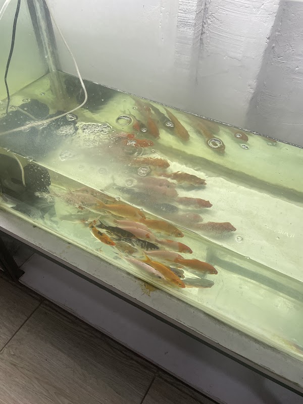 Homerald Aquarium
