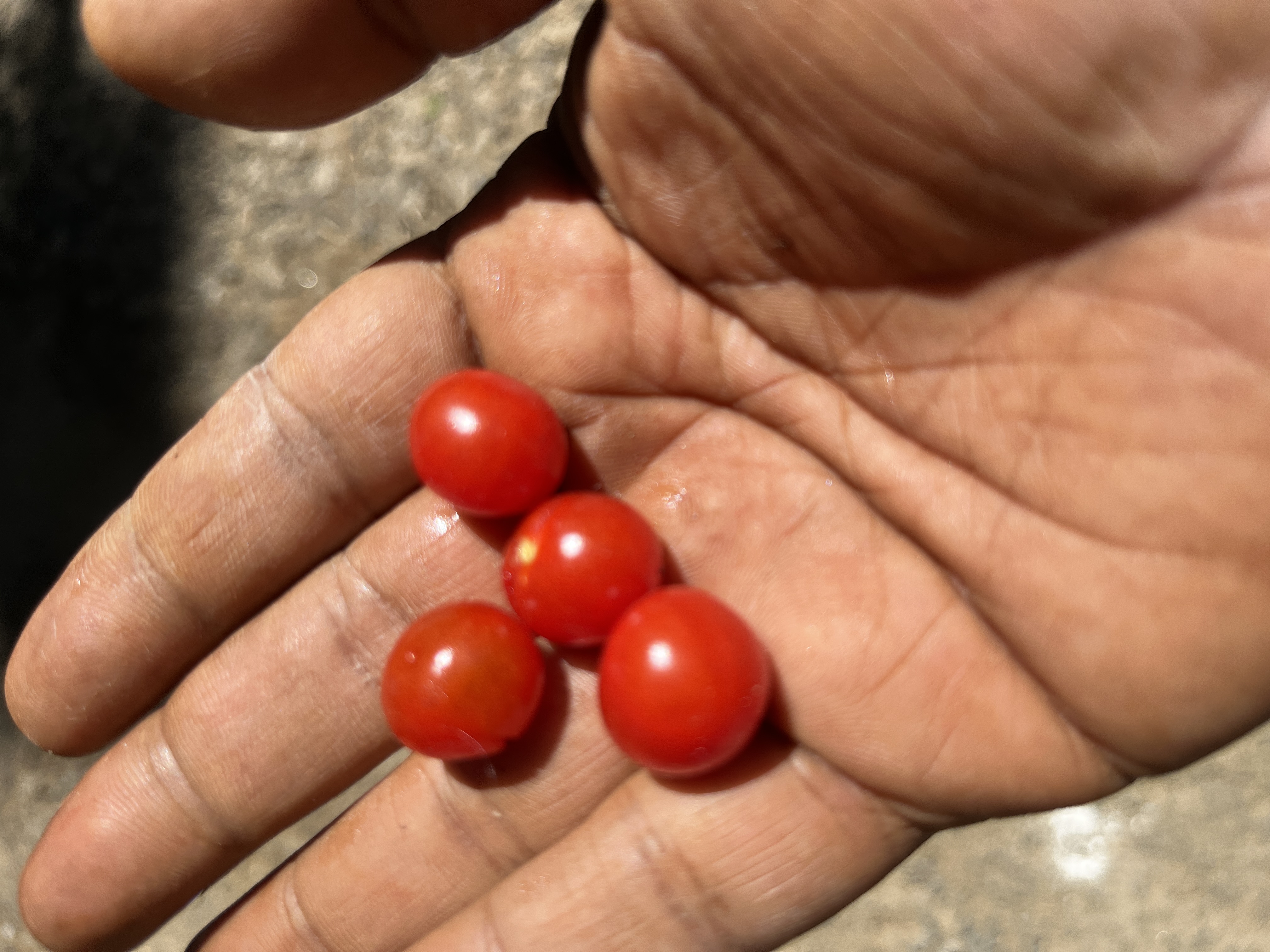 "ഓറക്കിൾ 30,000 ജീവനക്കാരെ പിരിച്ചുവിട്ടു ഈ വാർത്ത ഐടി ലോകത്തെ ഞെട്ടിച്ചിരിക്കുകയാണ്.