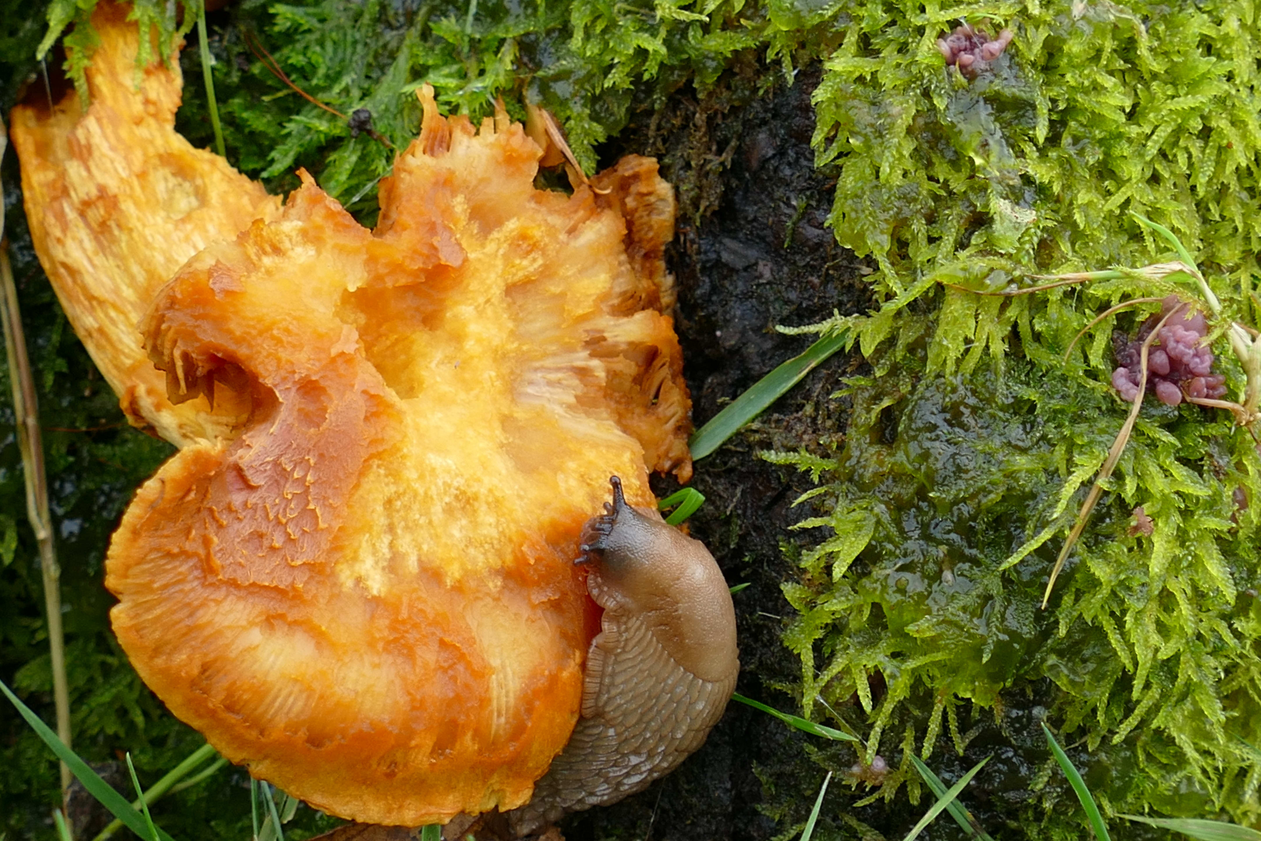 Chanterelle being eaten by a slug