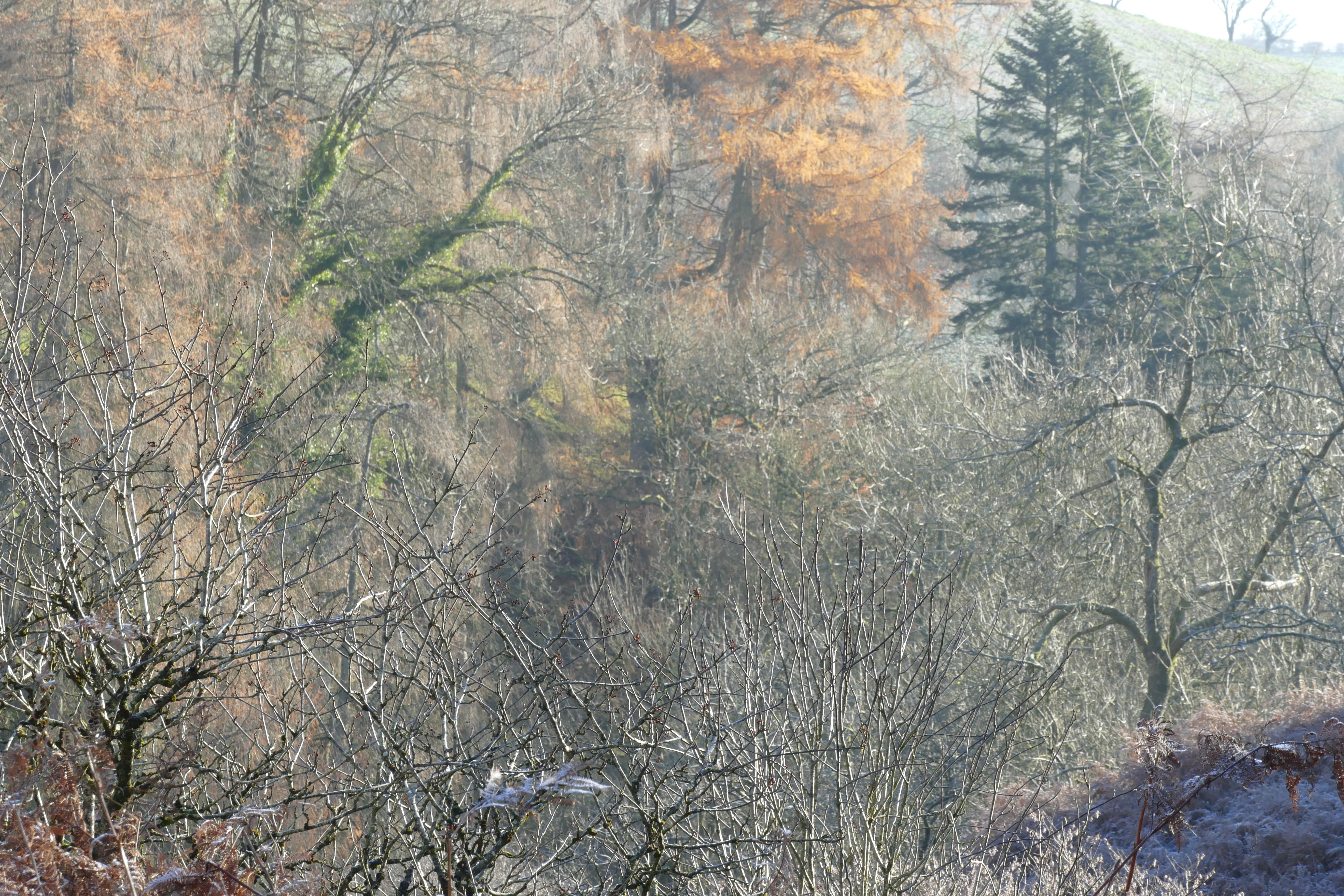 Tree mix adjacent to Meadow Pipit Ffridd