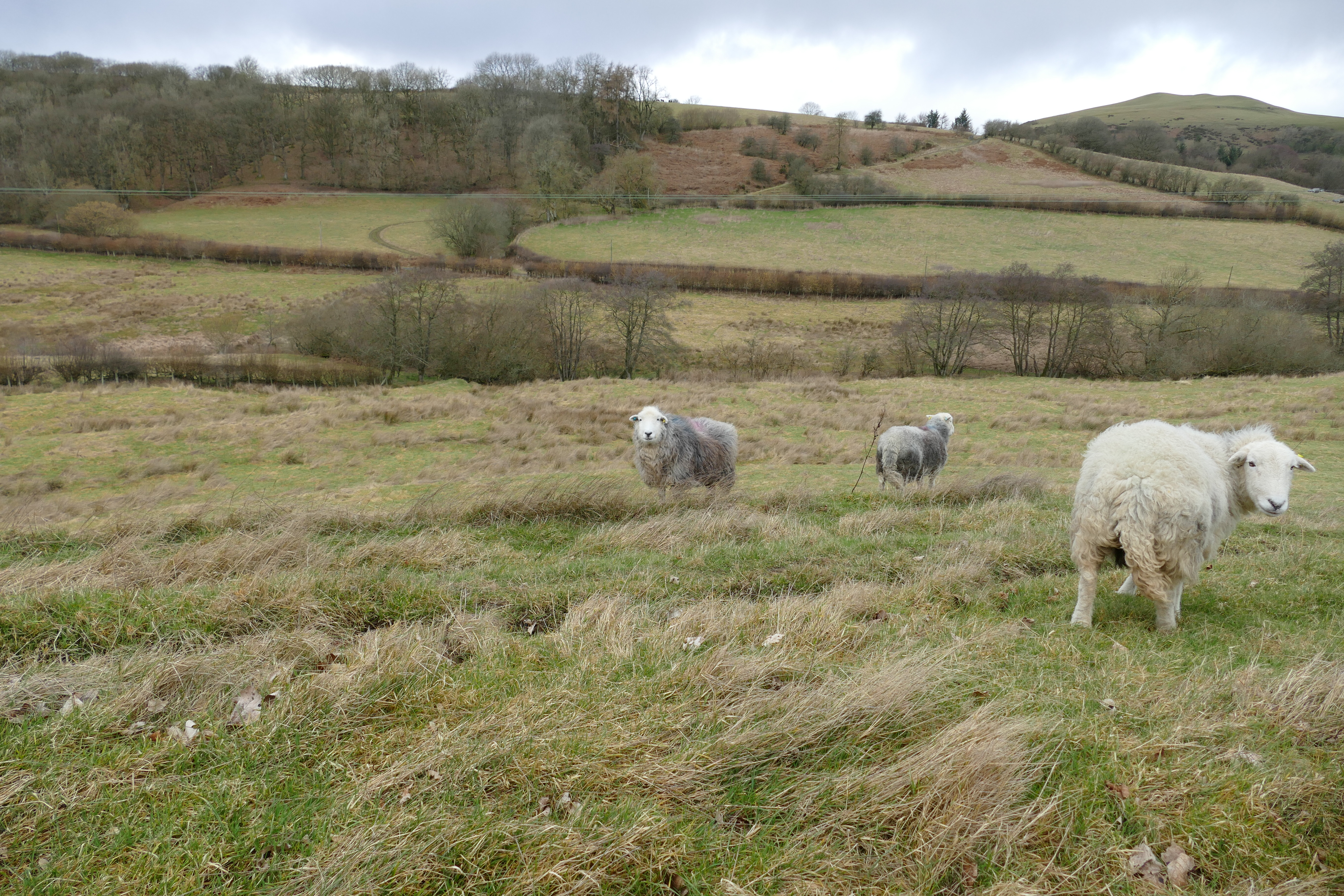 Sheep looking guilty