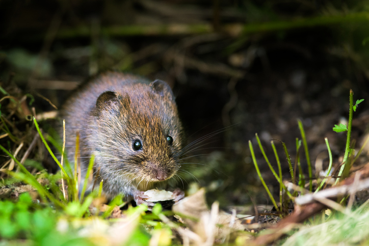 Field vole, photo by Jon Clark