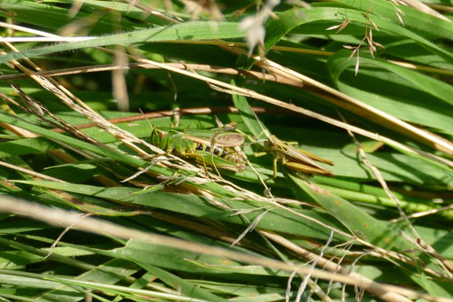 2 common green grasshoppers