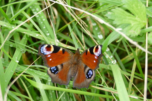 peacock butterfly