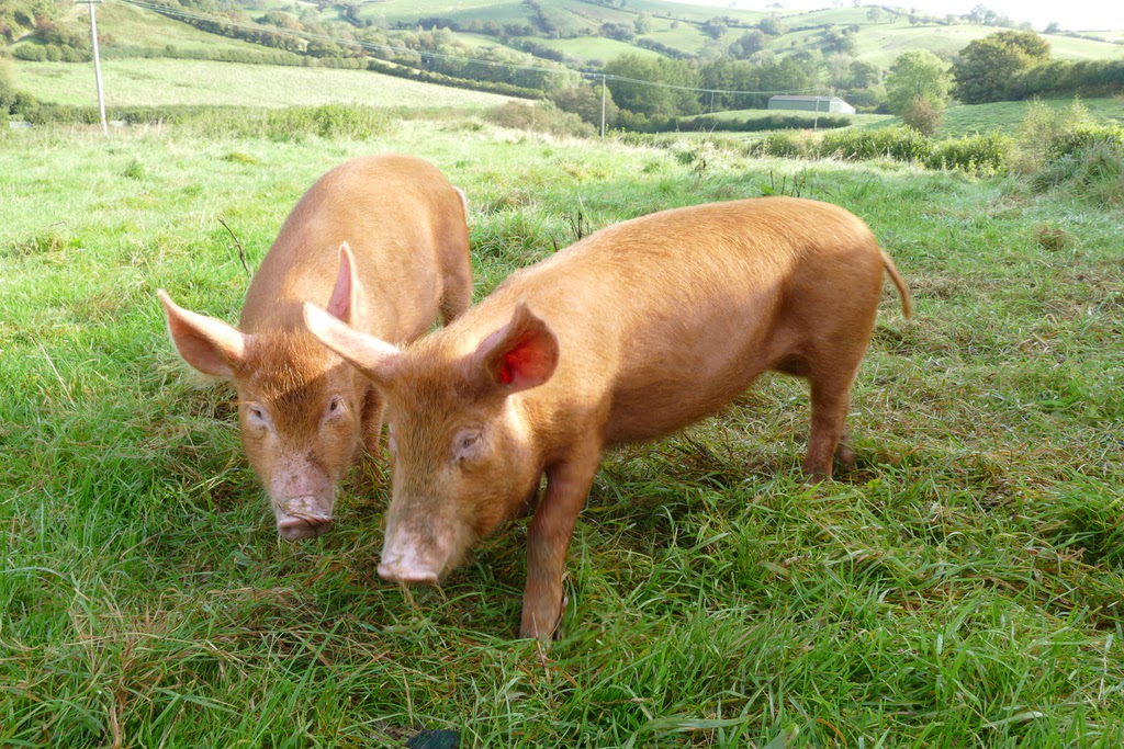 A pair of Tamworth pigs