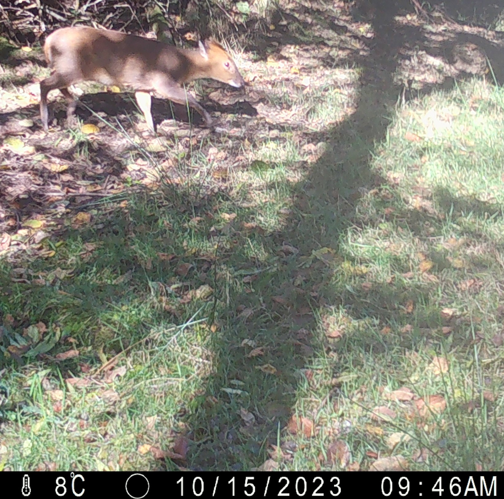 Muntjac deer in camera trap