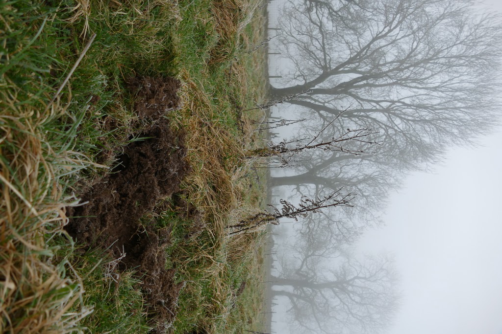 disturbed ground on frosty morning