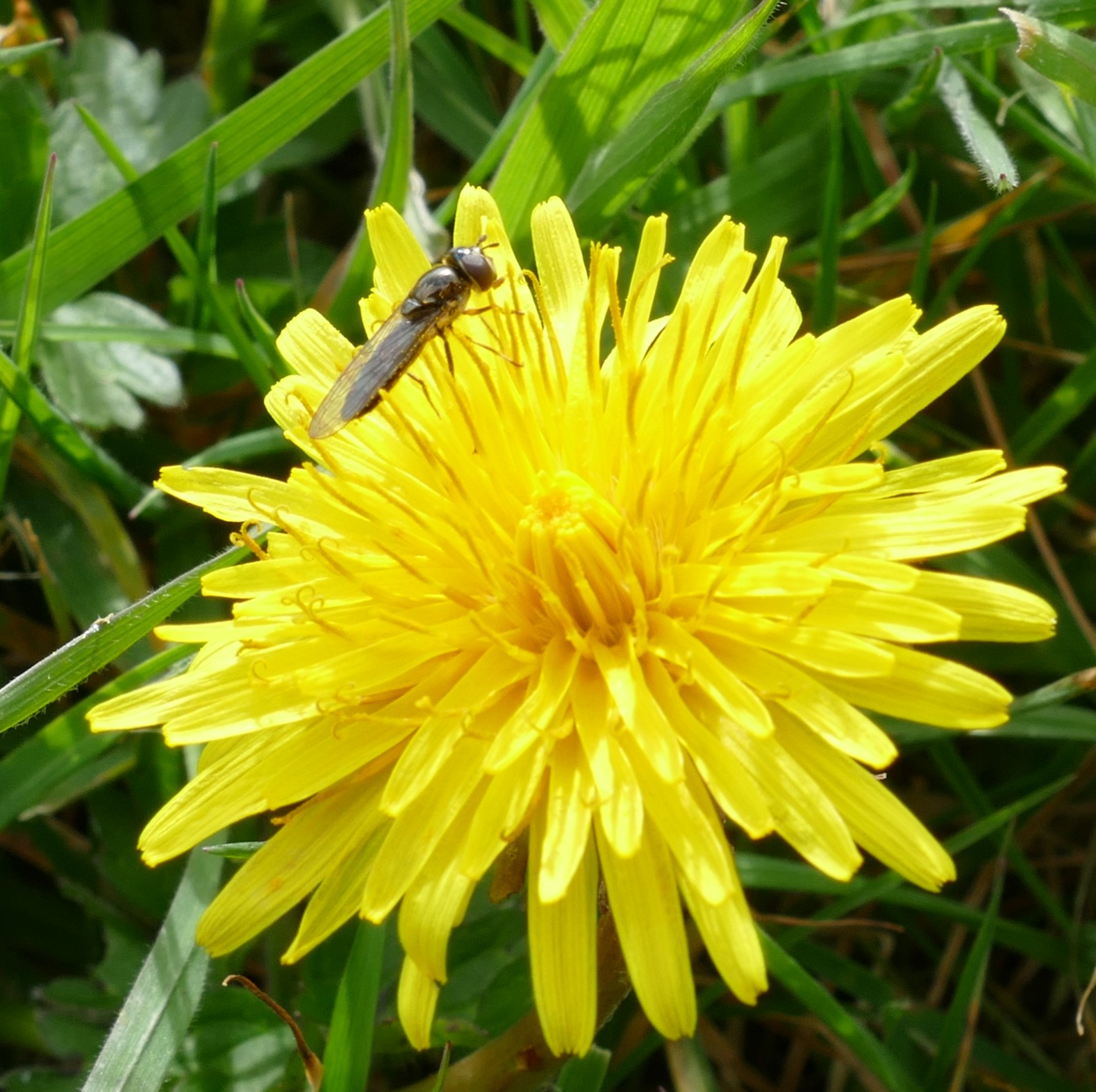 Dandelion in spring