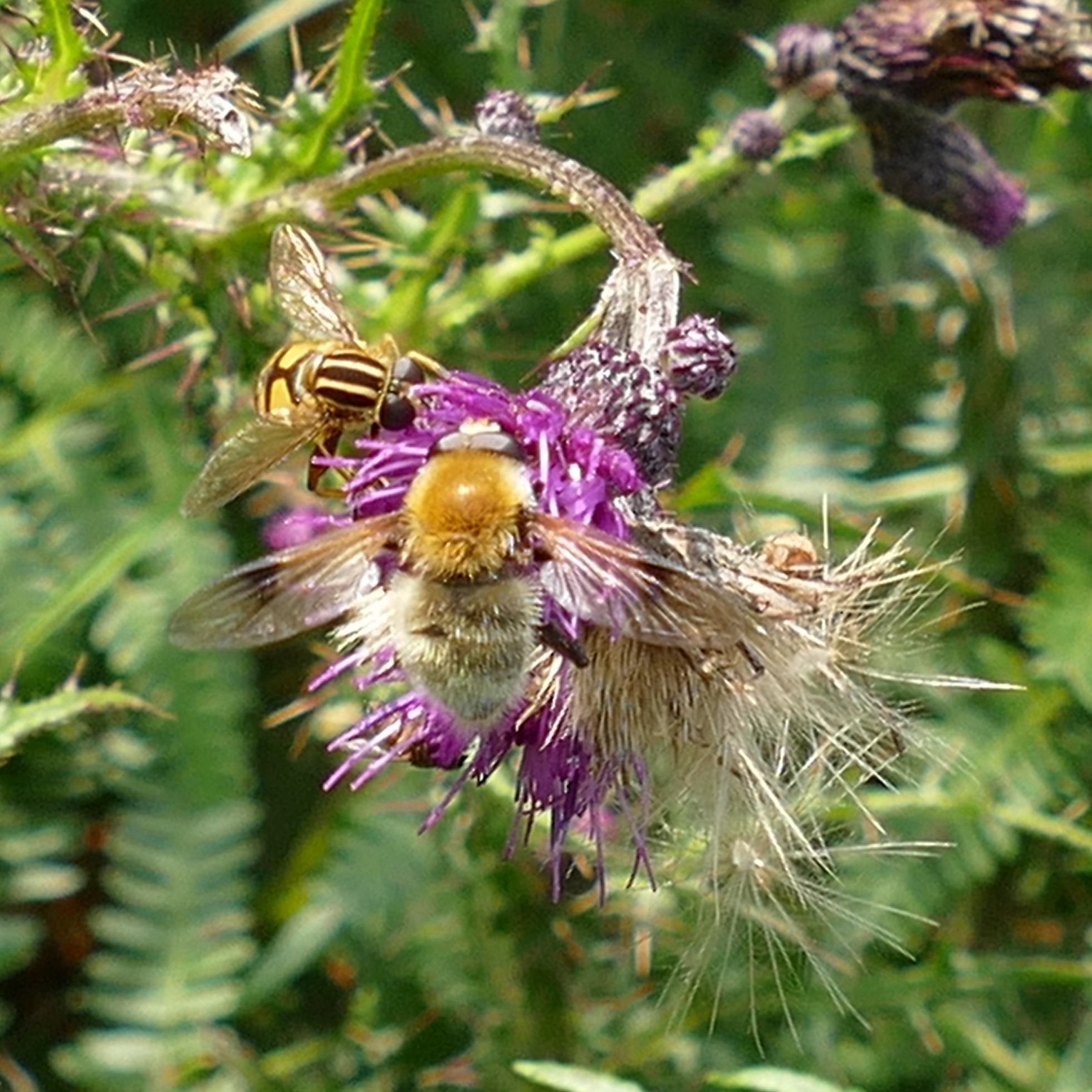 furry pond fly
