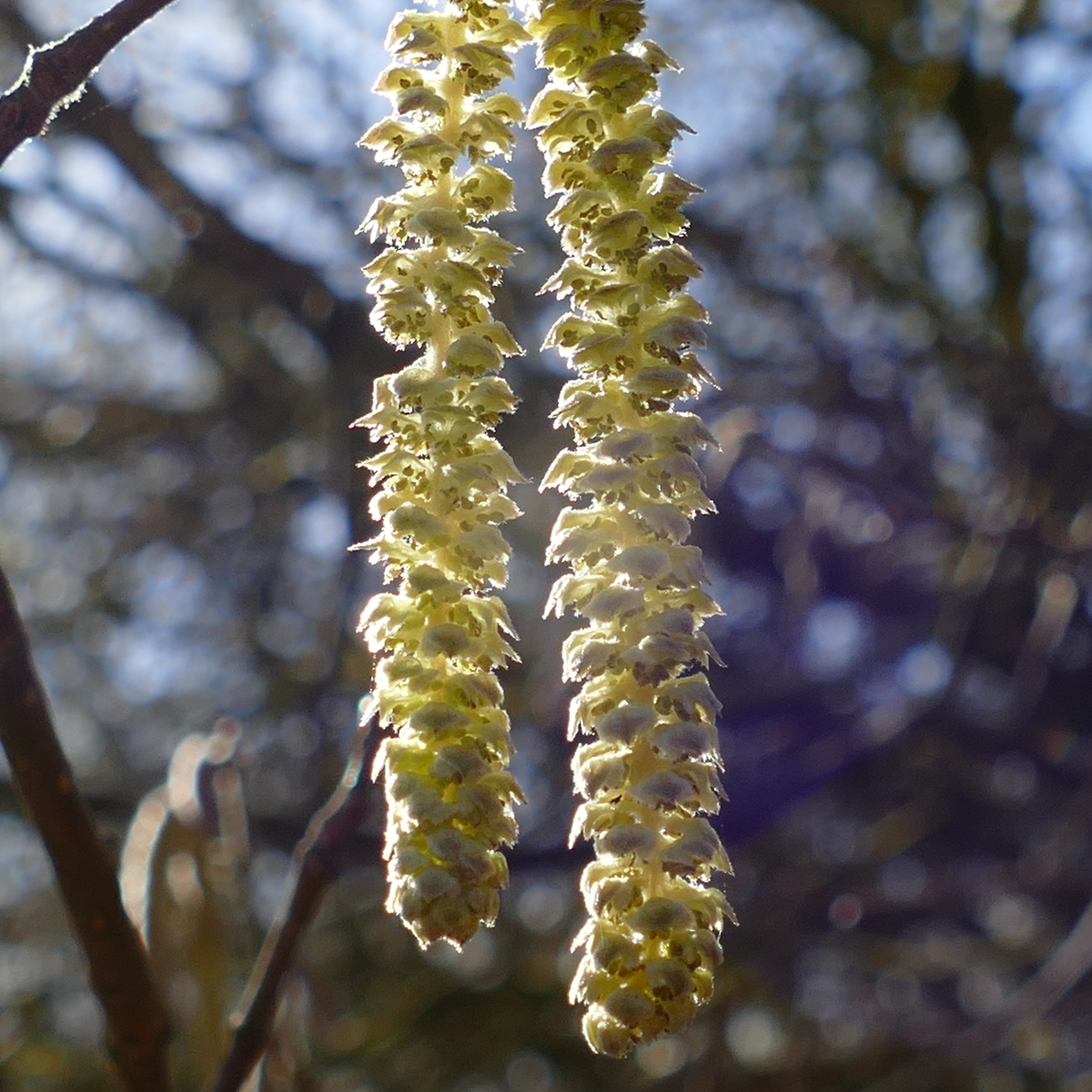 Hazel catkin in the sunlight
