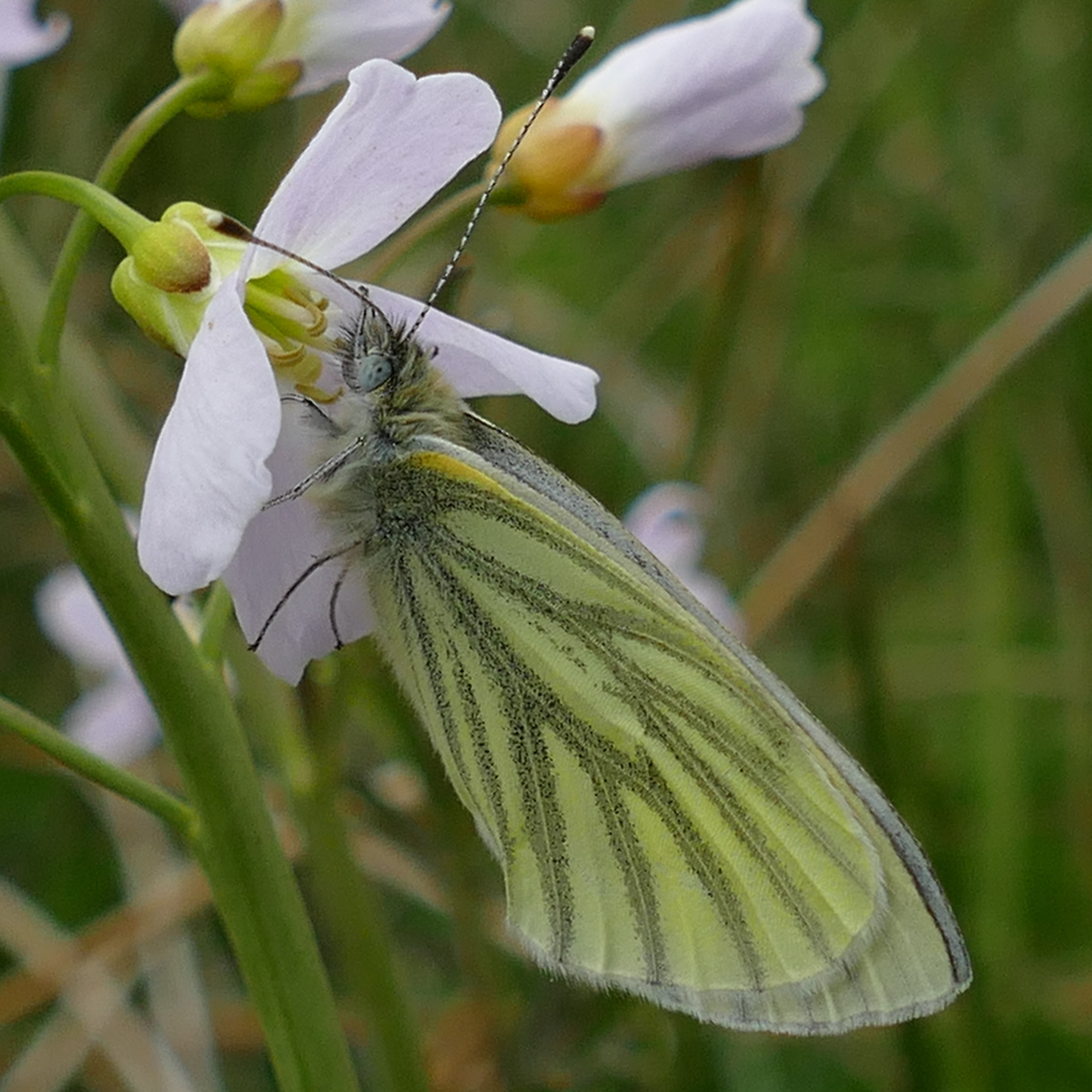 green-veined white
