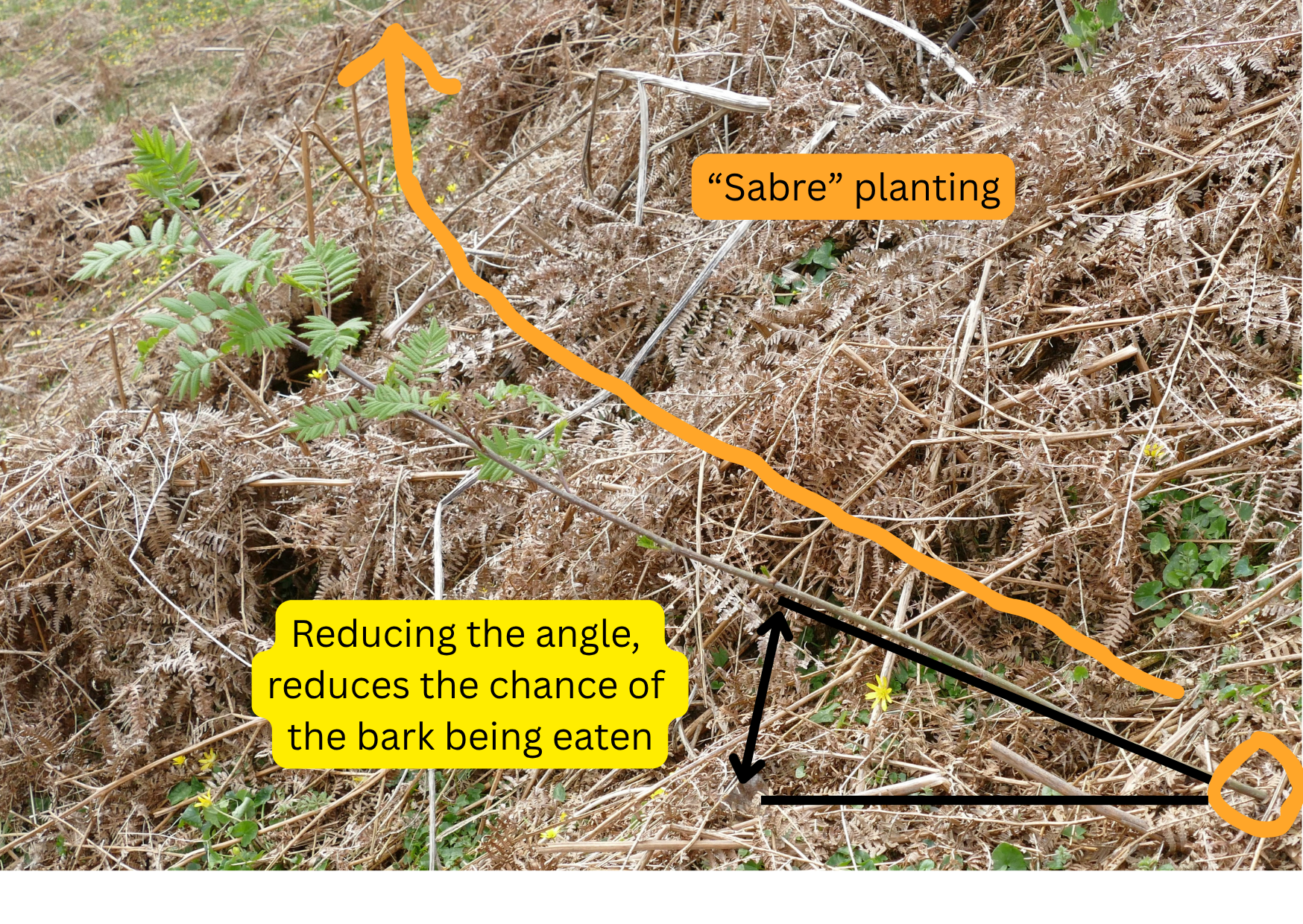 saplings