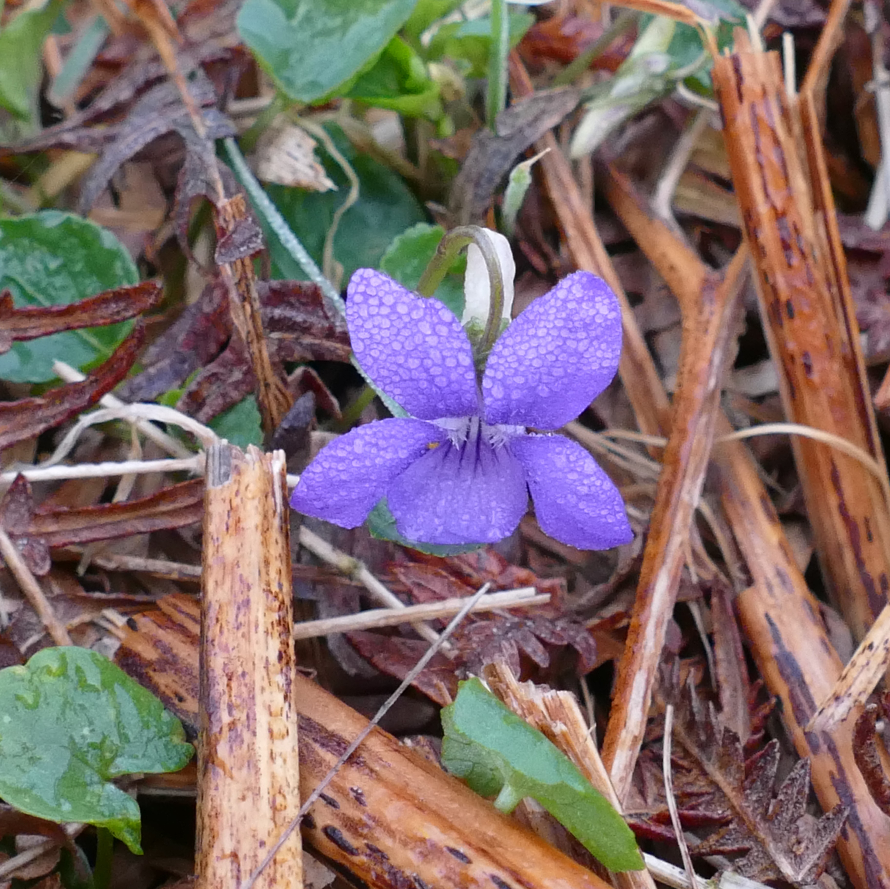 common dog-violet