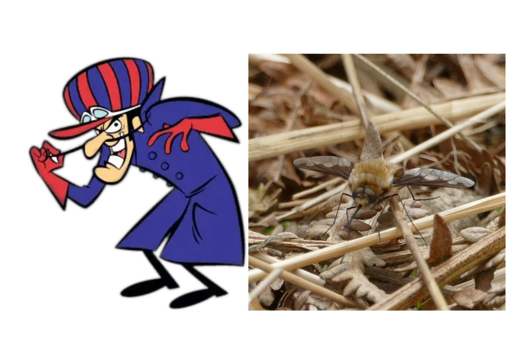 masters of disguise